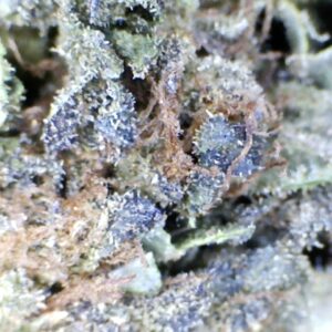 Gelato-41  by: Humboldt farms